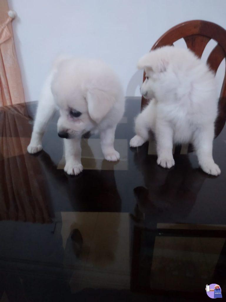 White - pomeranian