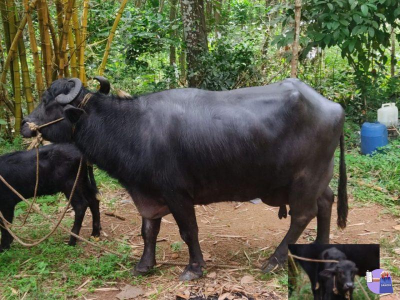 കറവയുള്ള എരുമ