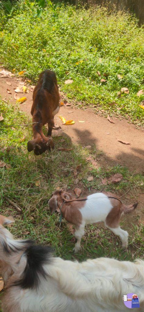 മുന്തിയ ഇനം മലബാറി ആട്