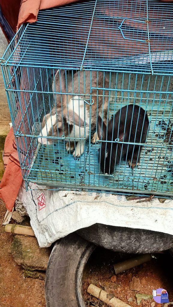 4 മുയലുകൾ