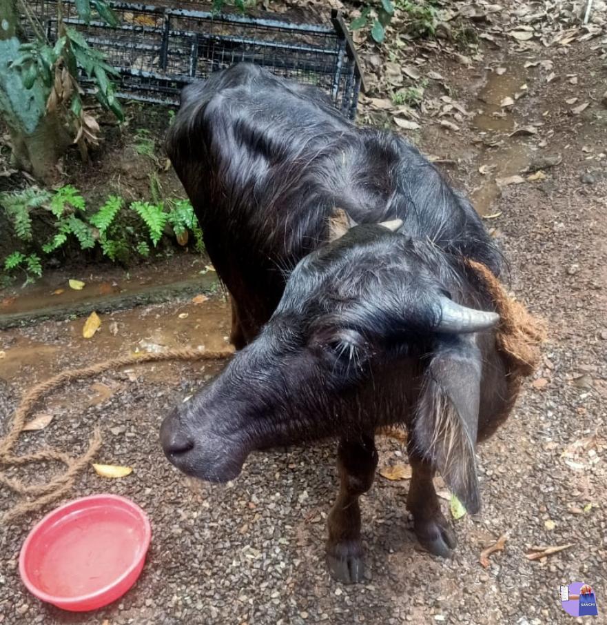 എരുമ കിടാവ്