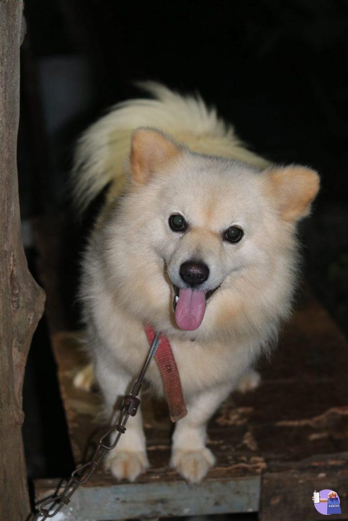 ഒന്നര വയസ്സുള്ള പൊമറേനിയൻ പുതിയ വീടു തേടുന്നു