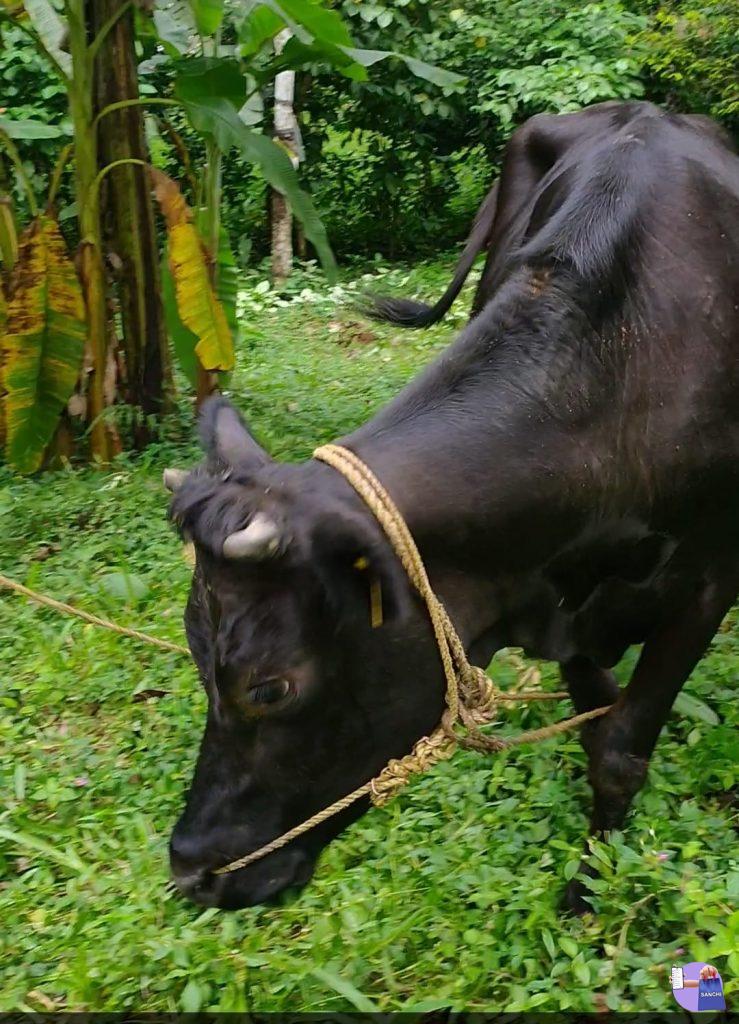 HF - ജേഴ്സി ക്രോസ്സ് കന്നി പശു(6 മാസം ചെന)