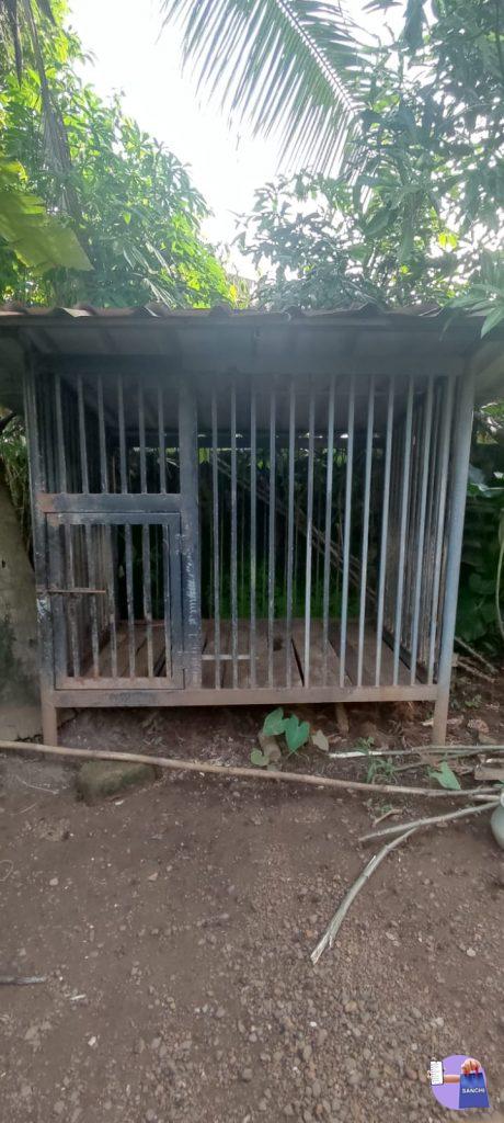 6 months old lab and its cage