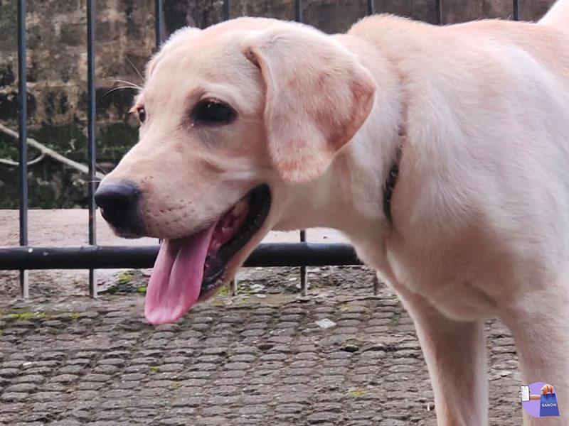 6 months old lab and its cage