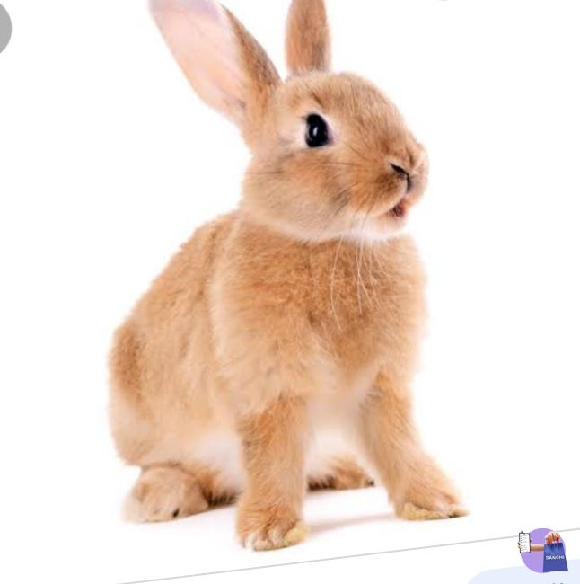 മുയൽ കുഞ്ഞുങ്ങൾ