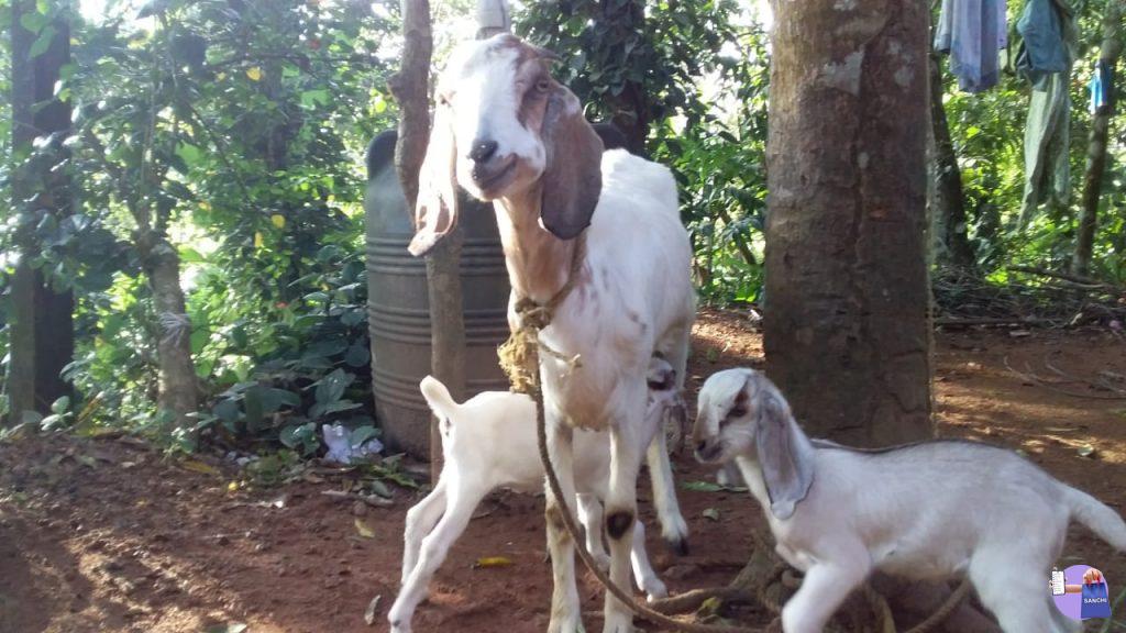 മലബാറി ജമ്നാപ്യരി ക്രോസ്സ് ആട്,2 പെൺ കുഞ്ഞുങ്ങൾ