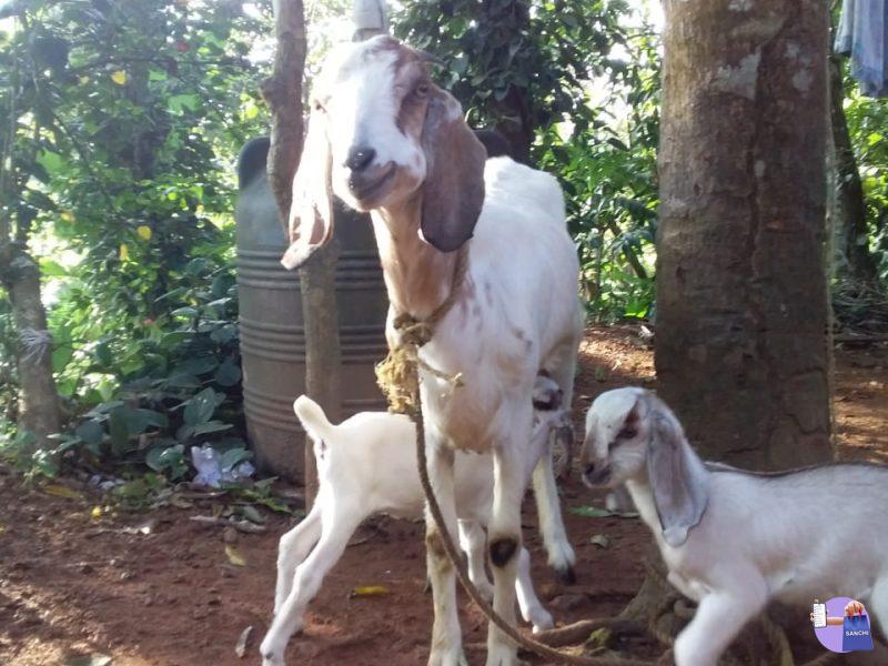 മലബാറി ജമ്നാപ്യരി ക്രോസ്സ് ആട്,2 പെൺ കുഞ്ഞുങ്ങൾ