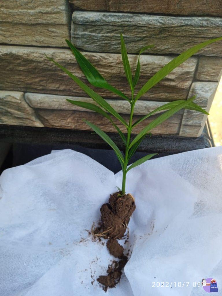 മഹ്കോട്ട ദേവ തൈകൾ വില്പനക്ക്