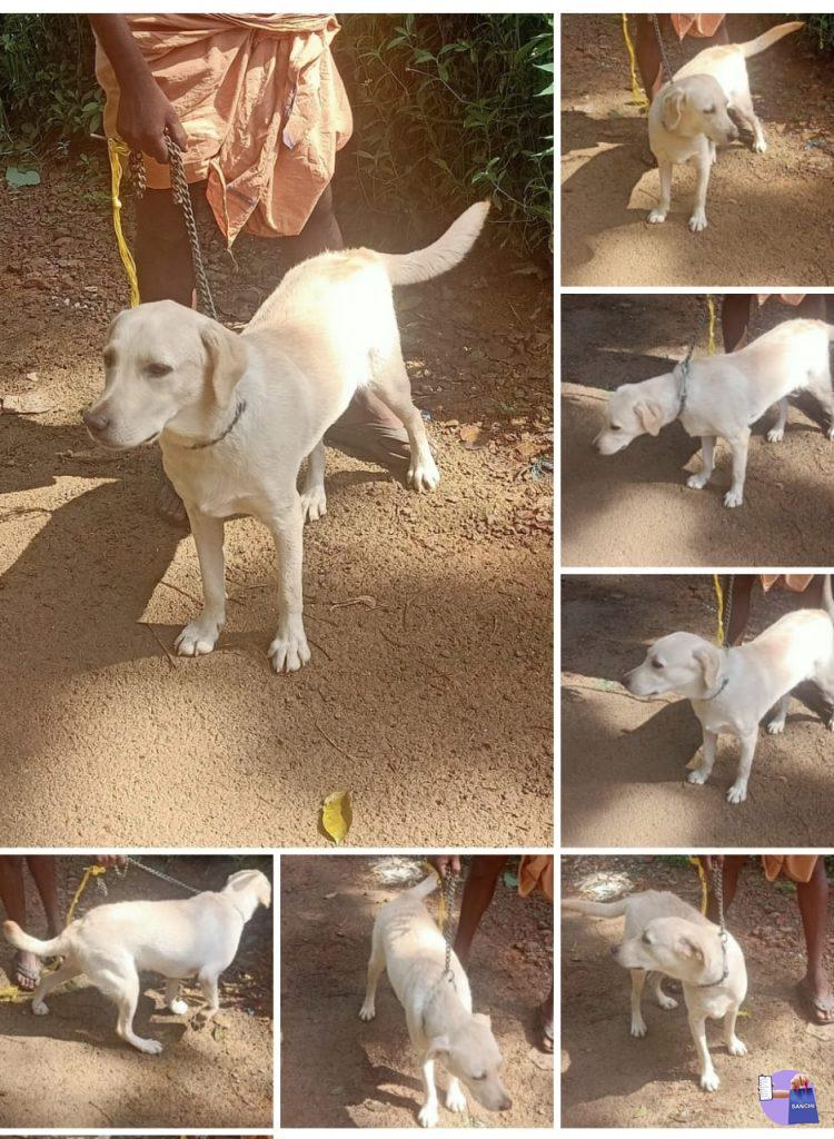 ലാബ് പ്യൂപ്പിസ് വിൽപ്പനക്ക്