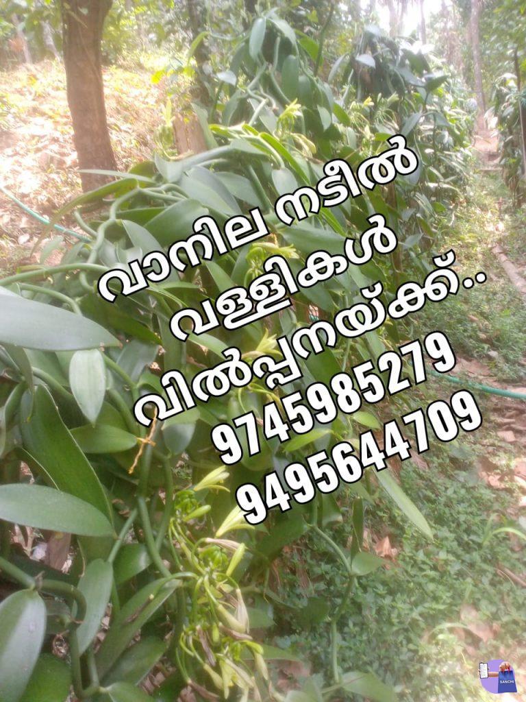 വാനില വള്ളികൾ വില്പനക്ക്