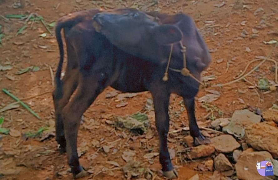 എച്ച് എഫ് ജേഴ്സി ക്രോസ് പശുക്കിടാവ്