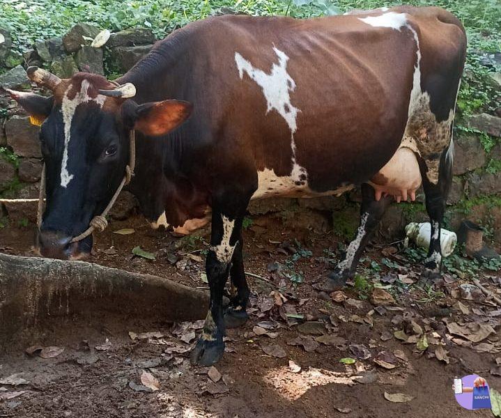 Cow, Ramapuram