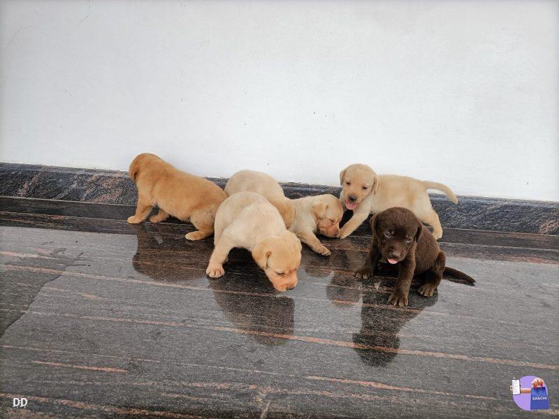 Lab puppy’s