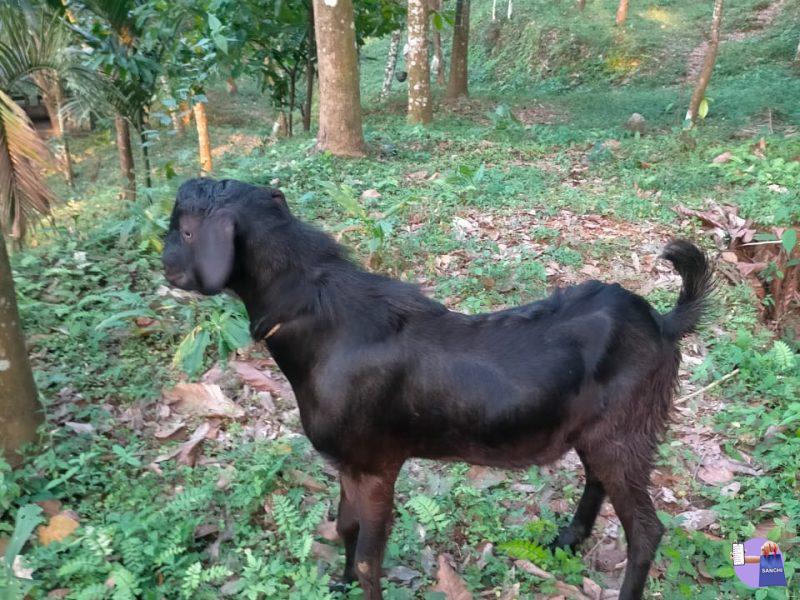 10മാസം പ്രായം ഉള്ള മോഴ മുട്ടൻ വില്പനക്ക് ക്രോസ്സിങ്ങിന് പറ്റിയത്