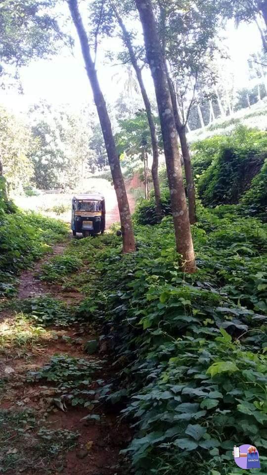 60 സെന്റ് റബ്ബർ തോട്ടം വിൽപ്പനക്ക്