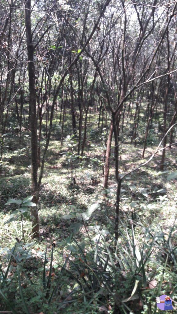 3 acr. 20 cent for sale