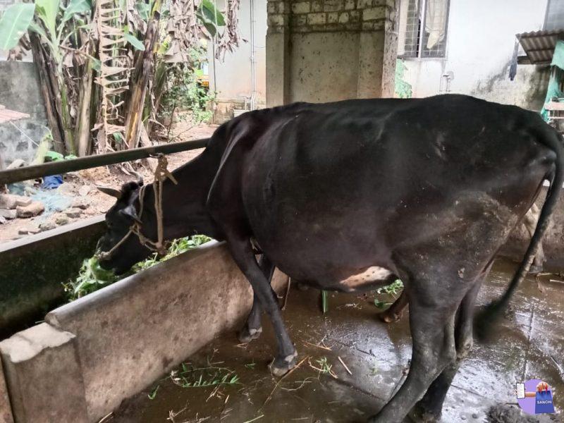 9 മാസം ചെന ഉള്ള പശു