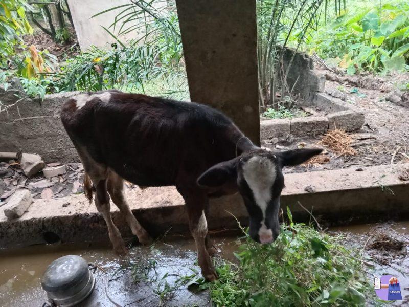 9 മാസം ചെന ഉള്ള പശു