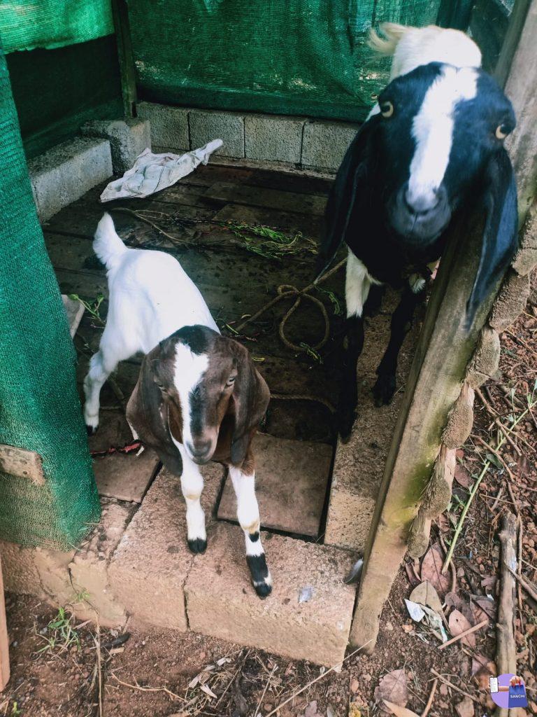 പ്രസവച്ചിട്ട് 2-മാസം ആയ തള്ളയാടും ആട്ടിൻകുഞ്ഞും