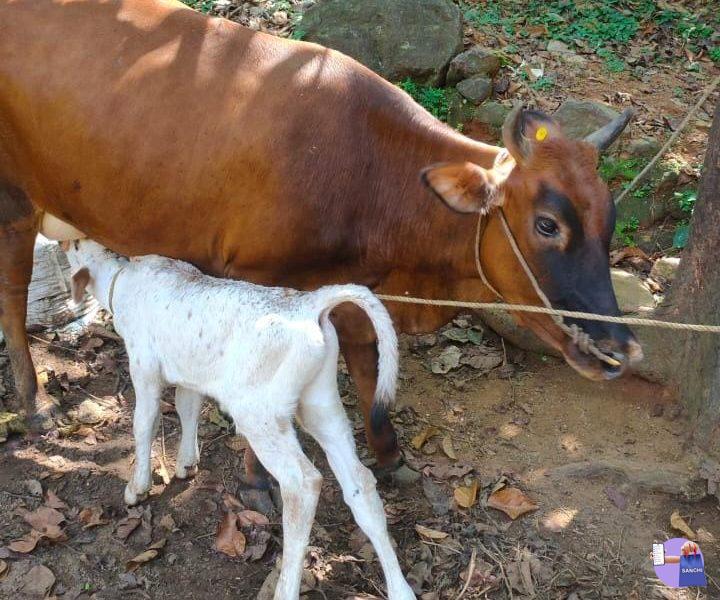 പ്രസവിച്ചിട്ട് 15 ദിവസമായ ജേഴ്സി പശു