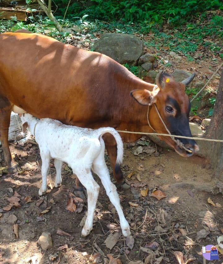 പ്രസവിച്ചിട്ട് 15 ദിവസമായ ജേഴ്സി പശു