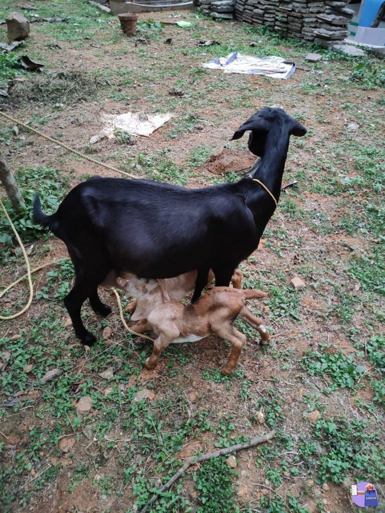 മോഴാ ഇനത്തിൽ പെട്ട ആടും 2മുട്ടൻ കുഞ്ഞുങ്ങളും