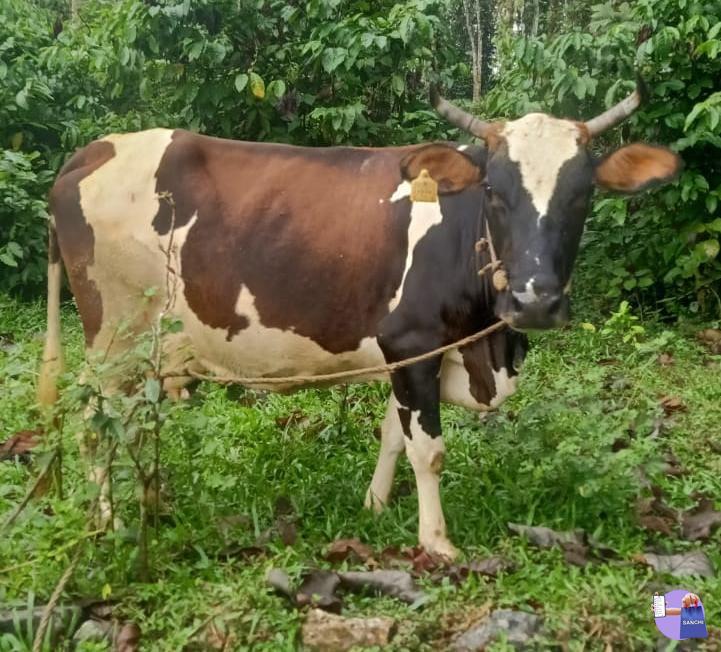 9 മാസം പൂർത്തിയായ പശു