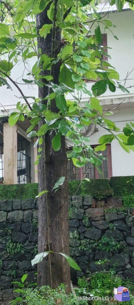 തേക്ക്, പ്ലാവ്, ആഞ്ഞിലി,പാഴ്മരങ്ങൾ വിൽ പനക്ക്.