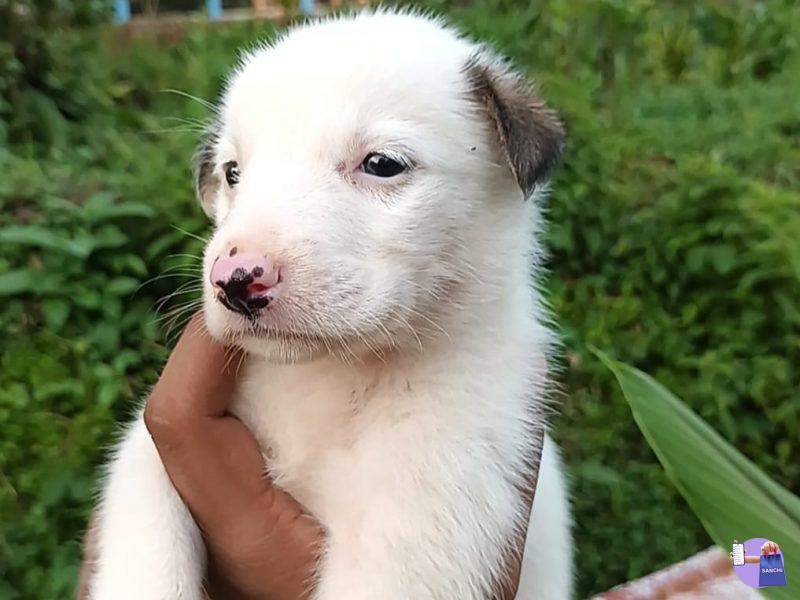 Pom & laza cross puppy