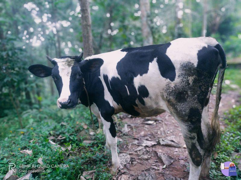 പശു കിടാവ് ഒരു വയസ്സ്