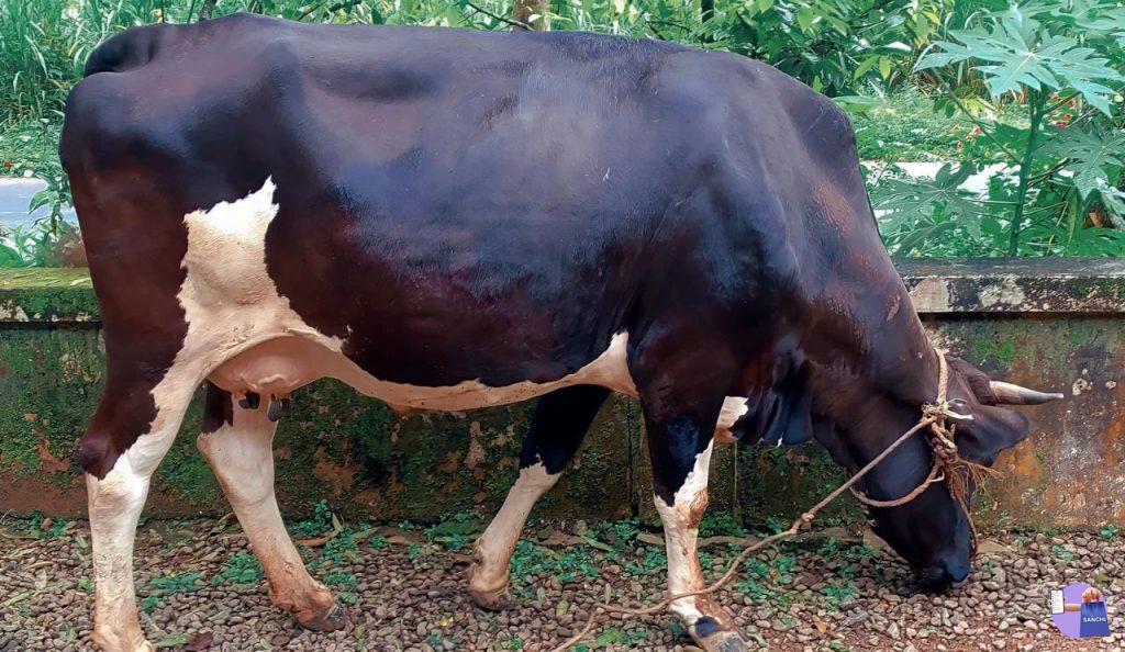 9 മാസം പൂര്‍ത്തിയായ എച്ച്.എഫ്