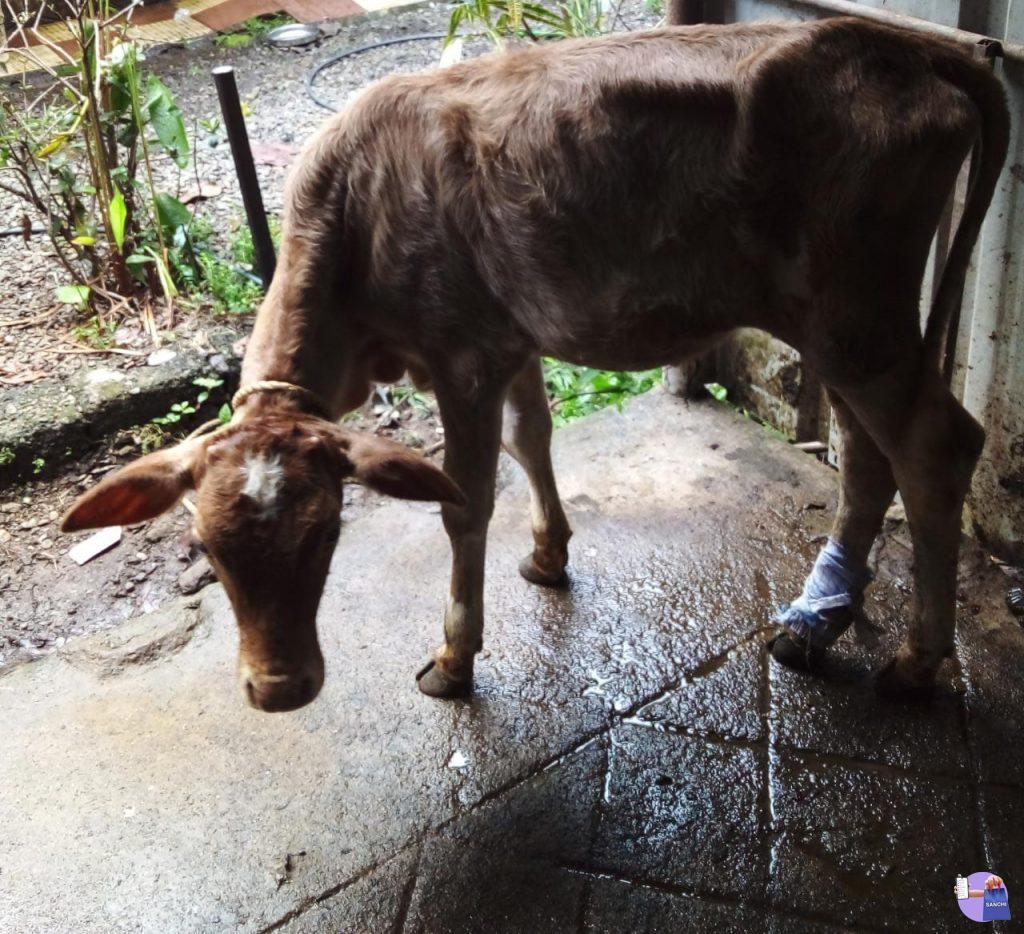 5 മാസം പ്രായമുള്ള മൂരി കുട്ടൻ 