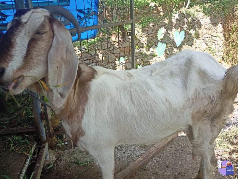 Goat,മൂന്നു കുഞ്ഞും തള്ളയും