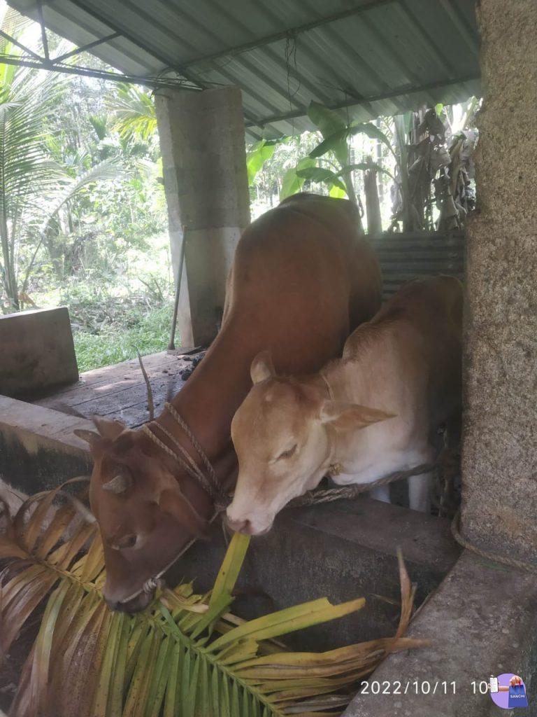 കുള്ളൻ പ്രസവിച്ച് 2 മാസം