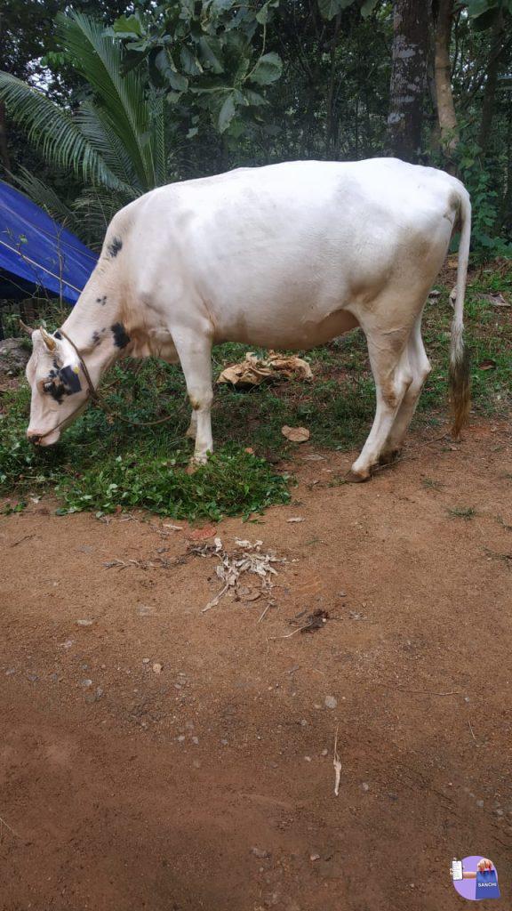 Hf ഇനം പശു,