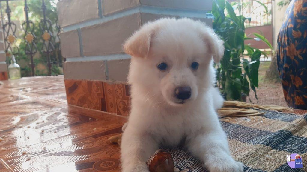 2 POM PUPPIES (SPITZ)