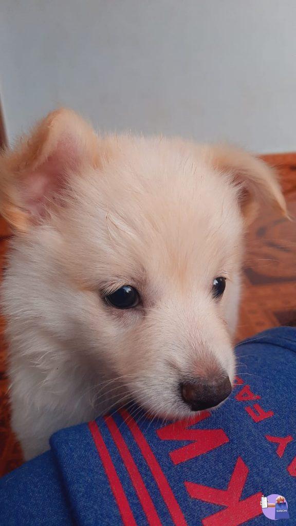 2 POM PUPPIES (SPITZ)