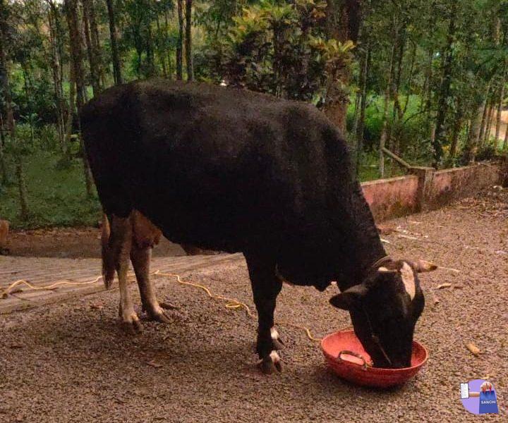 എട്ടുമാസം ചെന പൂർത്തിയായ ജേഴ്സി ക്രോസ് പശു