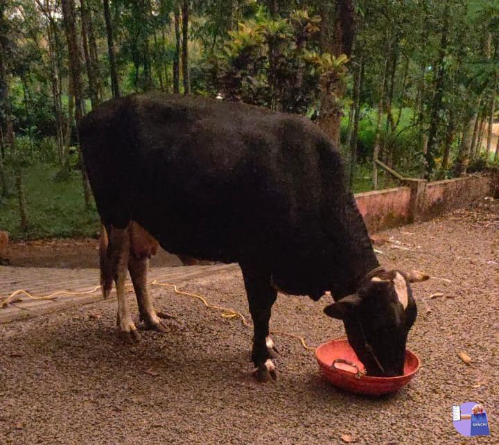എട്ടുമാസം ചെന പൂർത്തിയായ ജേഴ്സി ക്രോസ് പശു