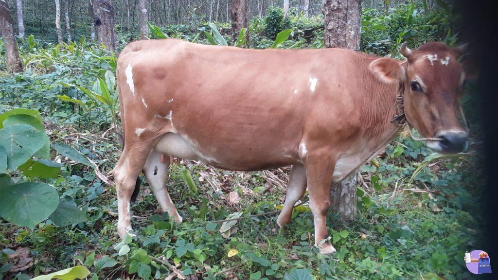 9 months pregnant cow