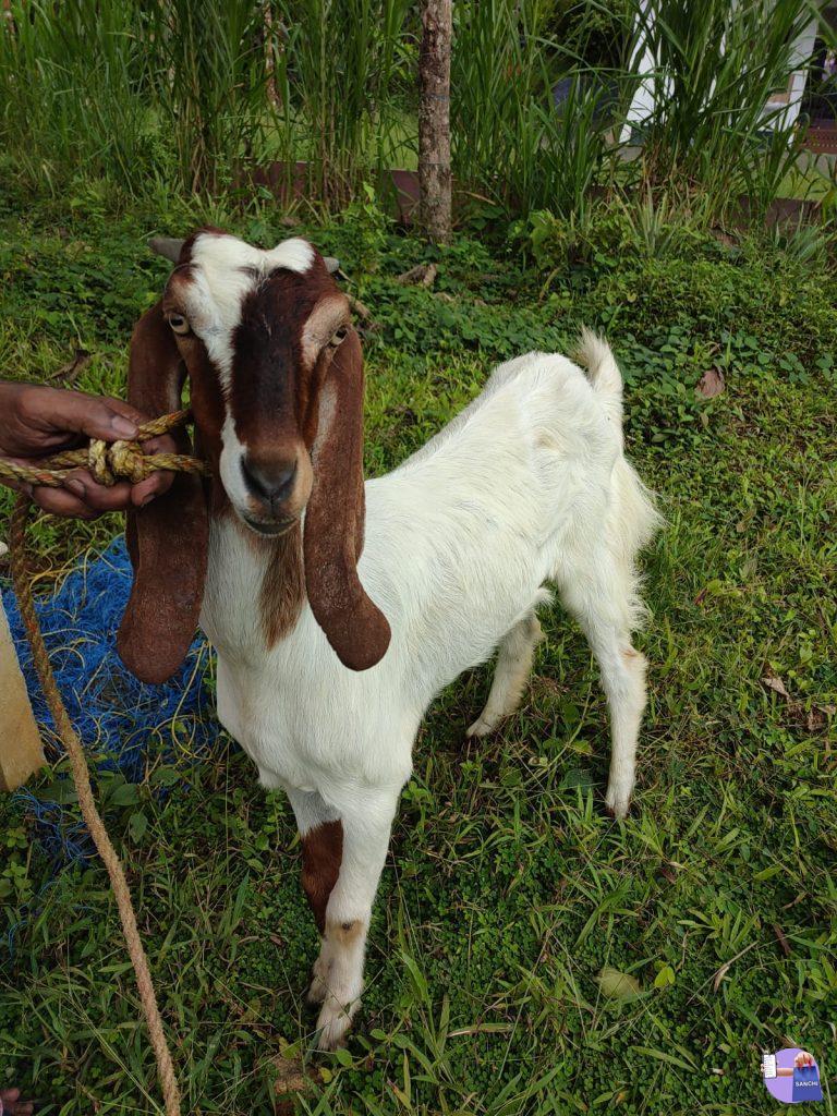 ആട് 🐐1 വയസ് പ്രായം