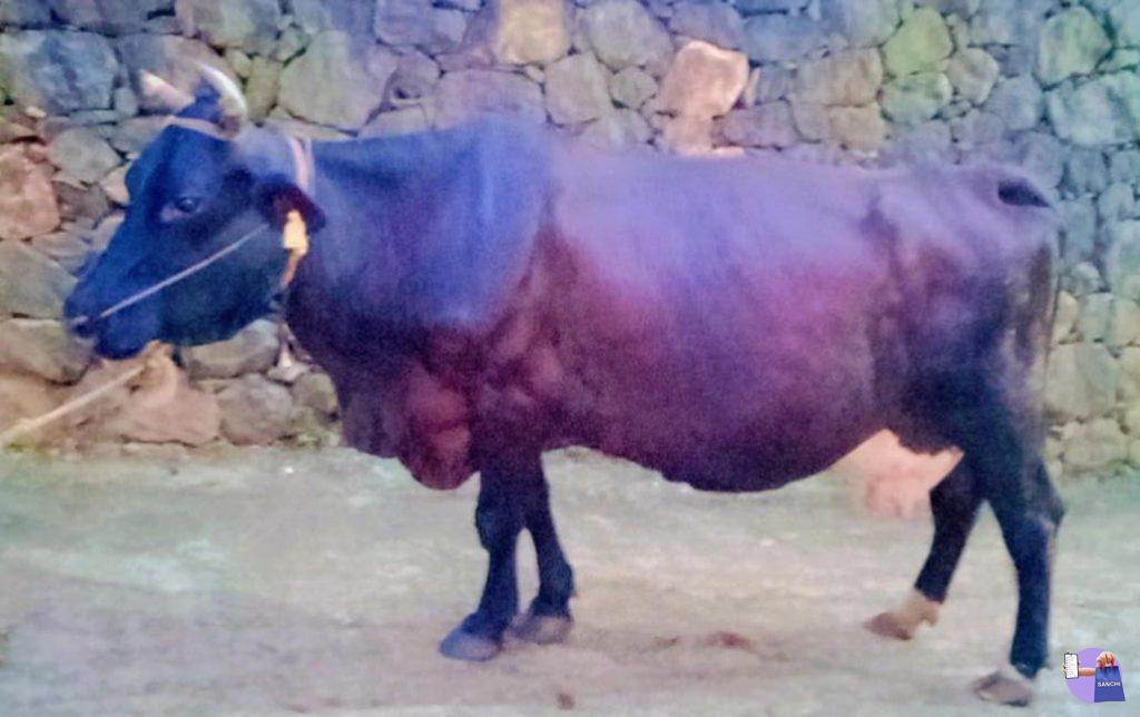 എച്ച് എഫ് ജേഴ്സി ക്രോസ് പശു