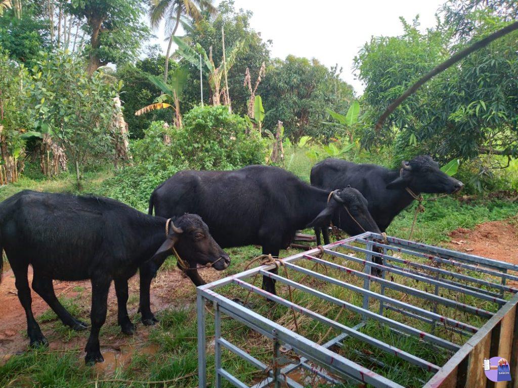 മുറ ഇനത്തിൽപ്പെട്ട പോത്ത് എരുമ കുട്ടികൾ