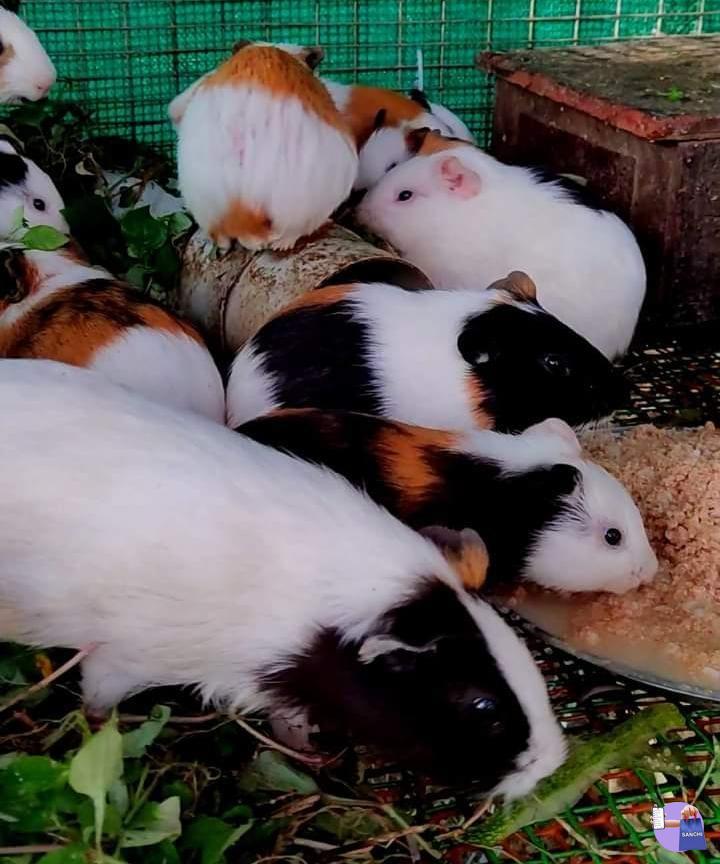 ഗിനിപിഗിനെ കൊടുക്കാനുള്ളവർ വിളിക്കുക