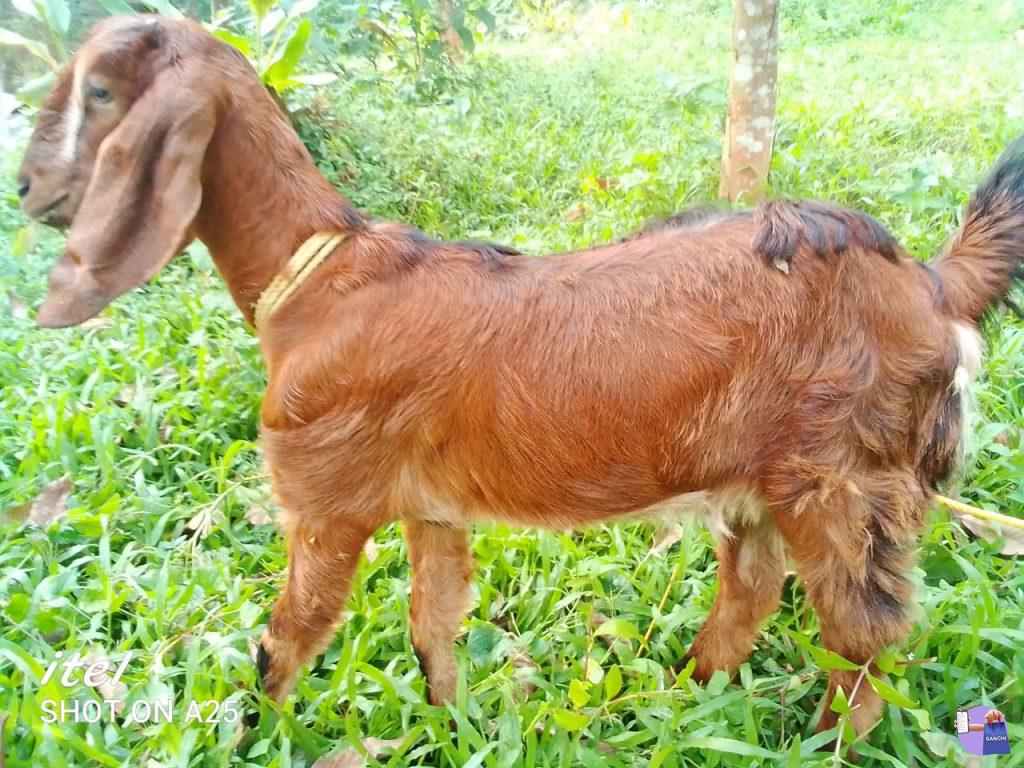 9 മാസം പ്രായമായ പെൺ ആട്