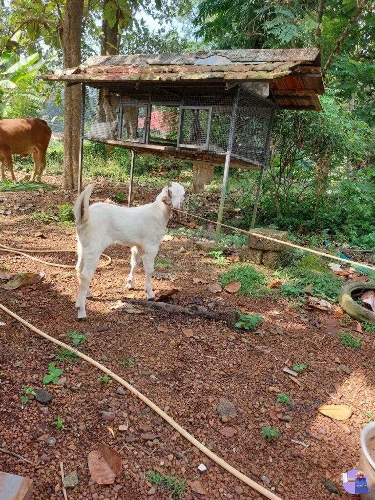 ജെപി മലബാറി ക്രോസ്സ് മുട്ടൻ കുട്ടി
