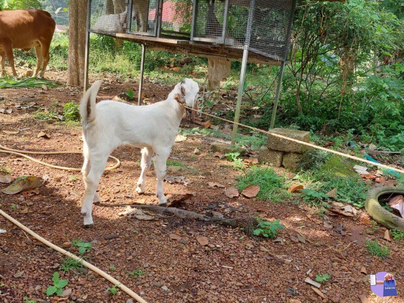 ജെപി മലബാറി ക്രോസ്സ് മുട്ടൻ കുട്ടി