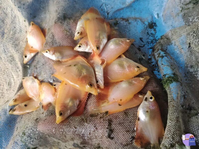 Gaint white gourami fish babes