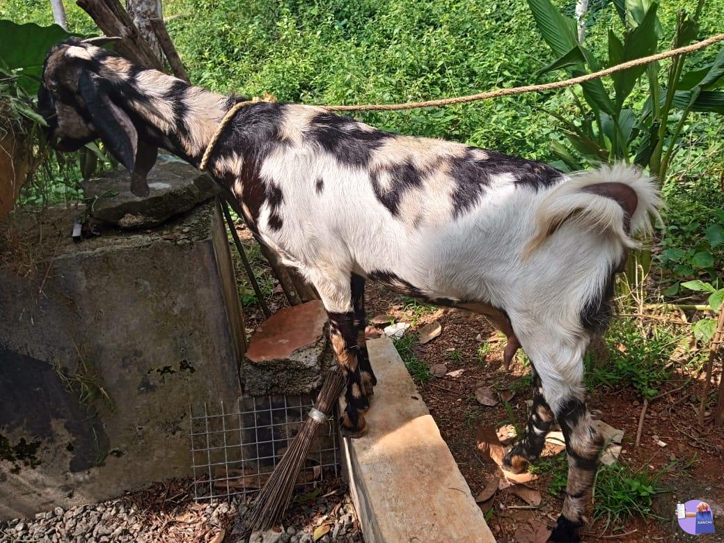 Goat Jamunapyari Sanchi deals